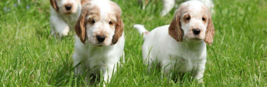 Premium Pet House Cover Image
